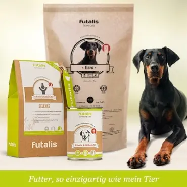 Welches Futter für Dobermann?