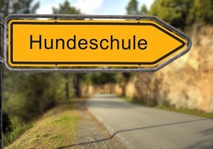 Hundeschule für den Dobermann