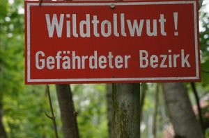 Tollwut ist Dank umfangreicher Imfpungen beim Dobermann sehr selten.