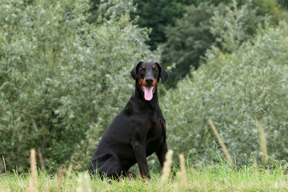 Dobermann in Not