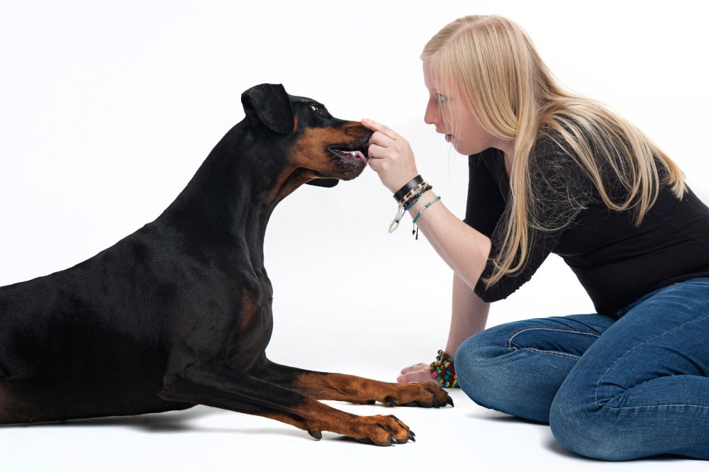 Wie viel Pflege braucht mein Dobermann?