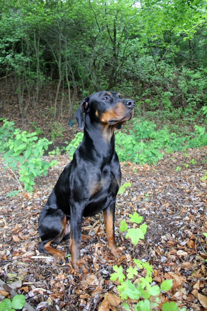 Leider gibt es immer wieder mal nach einem Spaziergang im Wald einen Zeckenbefall.