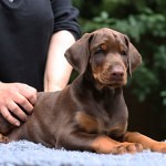 Gesunde Welpen vom Dobermann Züchter