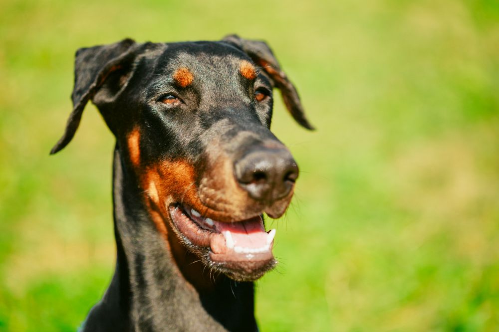 Dobermann Hund auf Rasen
