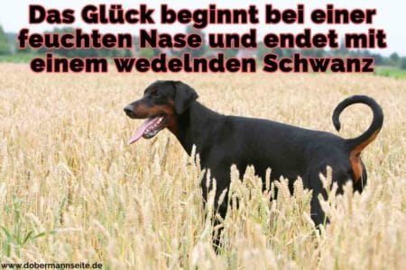 Dobermann Zitate und Sprüche DobermannSeite.de