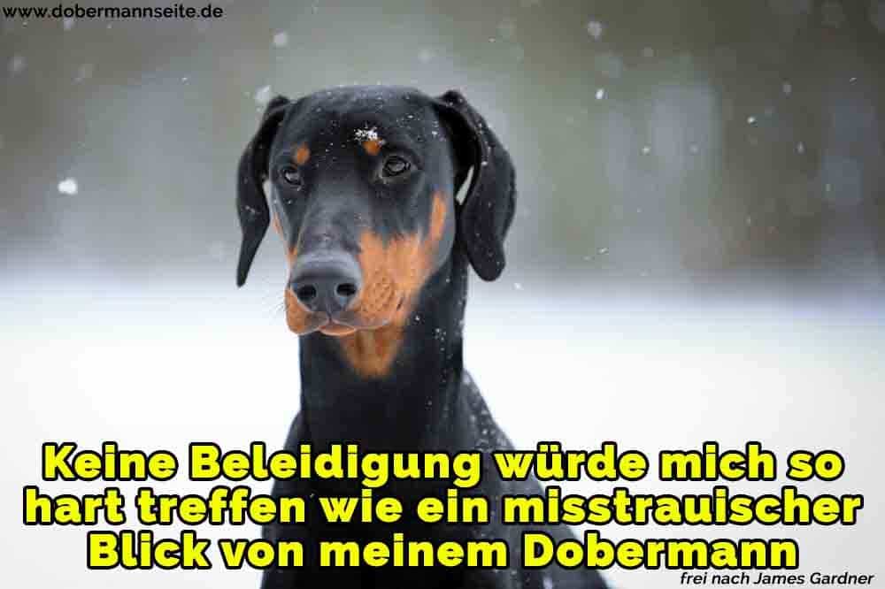 Ein trauriger Dobermann im Schnee