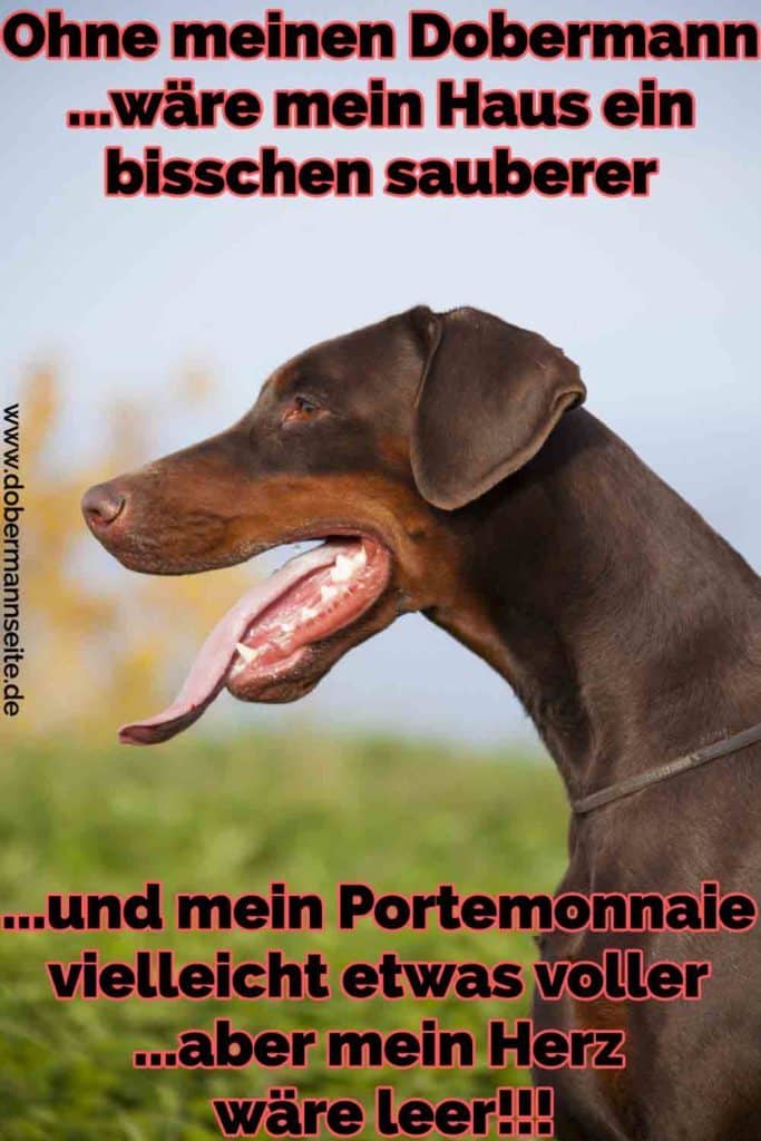 Dobermann Zitate und Sprüche DobermannSeite.de