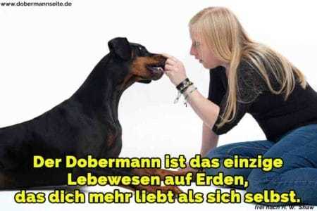 Dobermann Zitate und Sprüche DobermannSeite.de