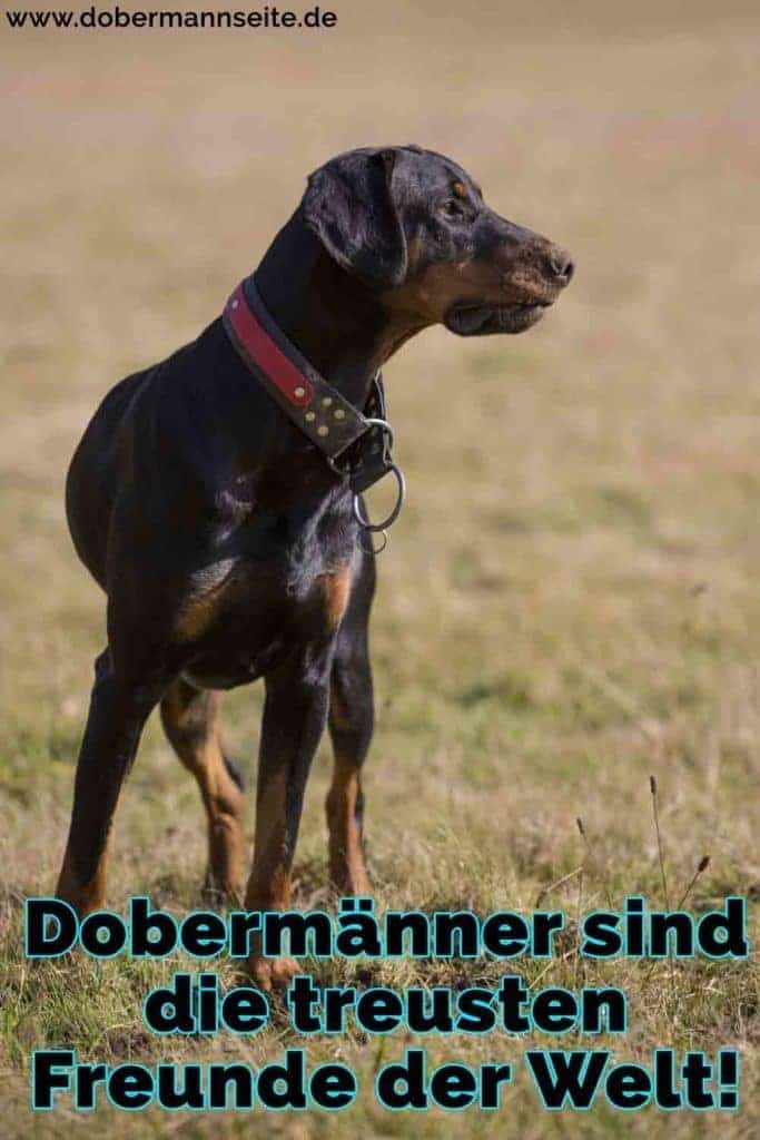 Dobermann Zitate und Sprüche DobermannSeite.de