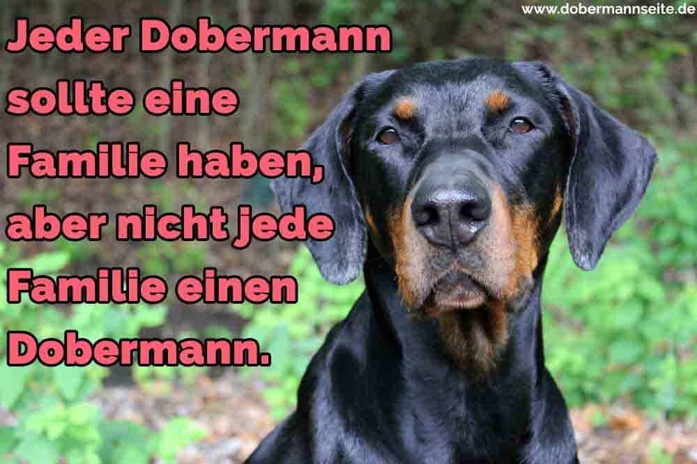 Ein trauriger Dobermann