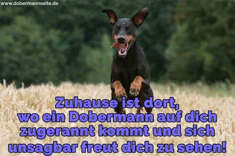 Dobermann Zitate und Sprüche DobermannSeite.de