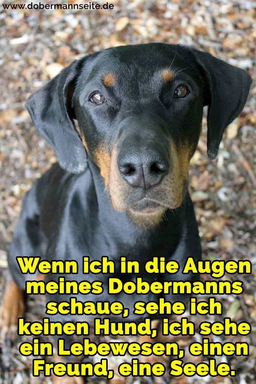 Dobermann Zitate Und Sprüche