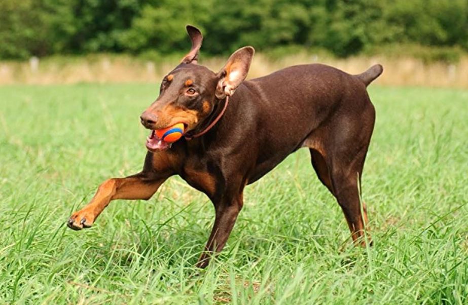 Spielzeug für den Dobermann