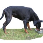 Was bedeutet Barfen und ist es für meinen Dobermann geeignet?