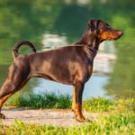 Dobermann Hündin Leila