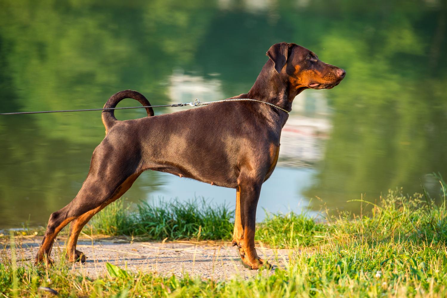 Ein brauner Dobermann Hund vor einem Teich.