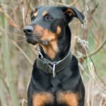 Dobermann in Not, aus dem Tierheim oder Tierschutz