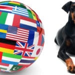 Dobermann Züchter in aller Welt