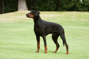 Mehr über den Artikel erfahren Dobermann Züchter