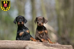 Mehr über den Artikel erfahren Dobermann Züchter und Welpen in Aalen