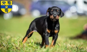 Mehr über den Artikel erfahren Dobermann Züchter und Welpen in Alsdorf