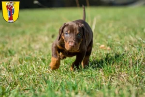 Mehr über den Artikel erfahren Dobermann Züchter und Welpen in Altötting