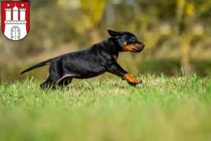 Mehr über den Artikel erfahren Dobermann Züchter und Welpen in Altona