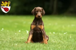 Mehr über den Artikel erfahren Dobermann Züchter und Welpen in Alzey