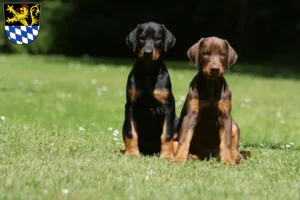 Mehr über den Artikel erfahren Dobermann Züchter und Welpen in Amberg