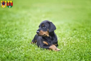 Mehr über den Artikel erfahren Dobermann Züchter und Welpen in Annaberg-Buchholz