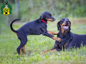 Mehr über den Artikel erfahren Dobermann Züchter und Welpen in Apolda
