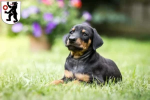 Mehr über den Artikel erfahren Dobermann Züchter und Welpen in Appenzell