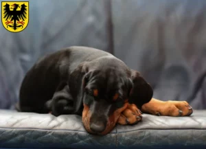 Mehr über den Artikel erfahren Dobermann Züchter und Welpen in Arnstadt