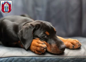 Mehr über den Artikel erfahren Dobermann Züchter und Welpen in Aschaffenburg