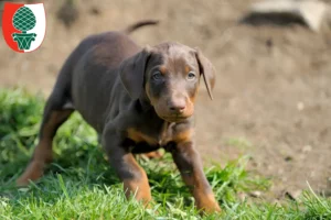Mehr über den Artikel erfahren Dobermann Züchter und Welpen in Augsburg