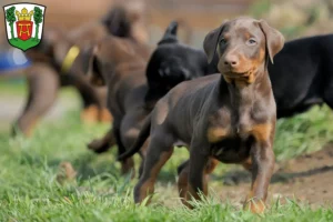 Mehr über den Artikel erfahren Dobermann Züchter und Welpen in Aurich