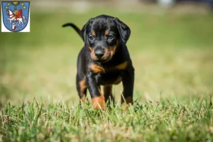 Mehr über den Artikel erfahren Dobermann Züchter und Welpen in Bad Ems