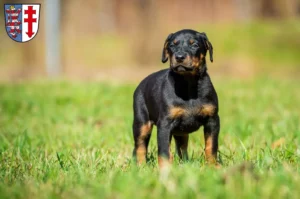 Mehr über den Artikel erfahren Dobermann Züchter und Welpen in Bad Hersfeld