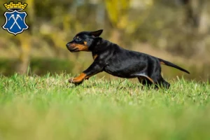 Mehr über den Artikel erfahren Dobermann Züchter und Welpen in Bad Homburg vor der Höhe