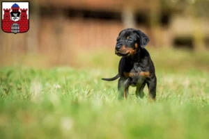 Mehr über den Artikel erfahren Dobermann Züchter und Welpen in Bad Kissingen