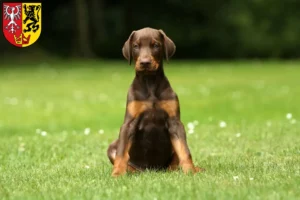 Mehr über den Artikel erfahren Dobermann Züchter und Welpen in Bad Neuenahr-Ahrweiler