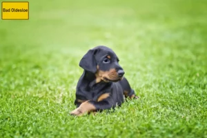 Mehr über den Artikel erfahren Dobermann Züchter und Welpen in Bad Oldesloe