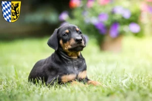 Mehr über den Artikel erfahren Dobermann Züchter und Welpen in Bad Reichenhall