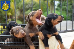 Mehr über den Artikel erfahren Dobermann Züchter und Welpen in Bad Salzungen