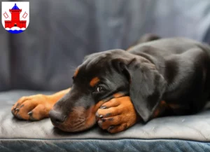 Mehr über den Artikel erfahren Dobermann Züchter und Welpen in Bad Segeberg