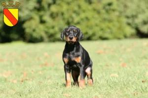 Mehr über den Artikel erfahren Dobermann Züchter und Welpen in Baden-Baden