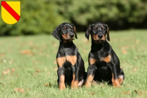 Mehr über den Artikel erfahren Dobermann Züchter und Welpen in Baden