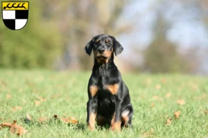 Mehr über den Artikel erfahren Dobermann Züchter und Welpen in Balingen