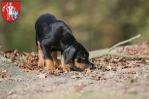 Mehr über den Artikel erfahren Dobermann Züchter und Welpen in Bamberg