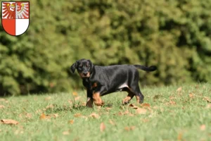 Mehr über den Artikel erfahren Dobermann Züchter und Welpen in Barnim